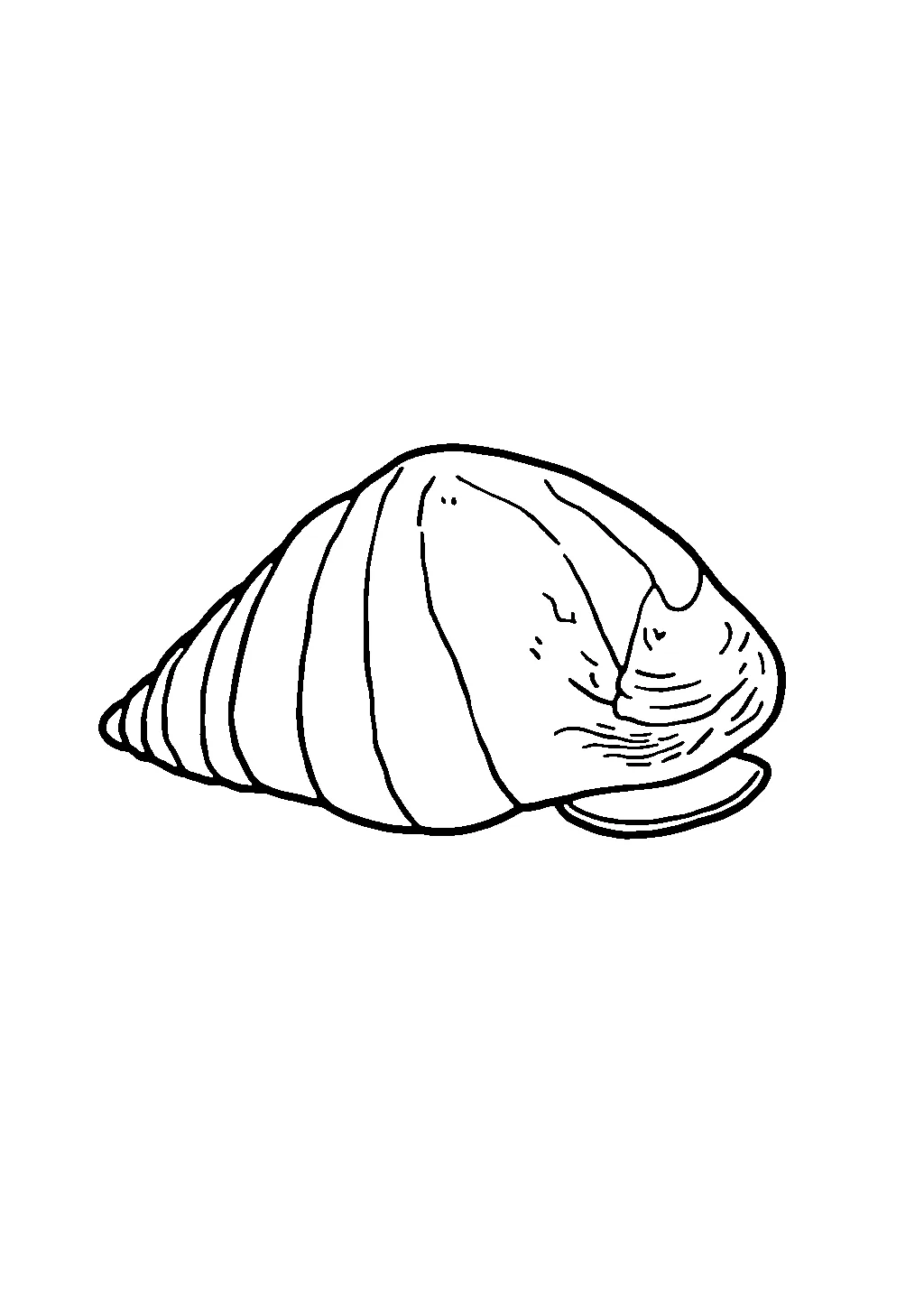 Disegno da colorare di conchiglia