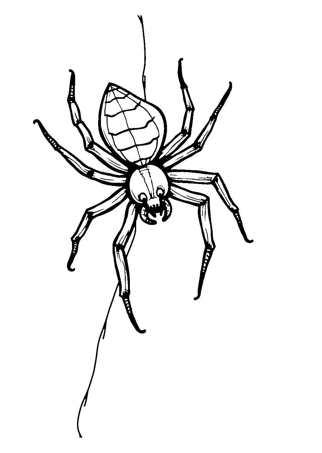 Disegno da colorare di un ragno appeso al proprio filo di seta, a tema Halloween
